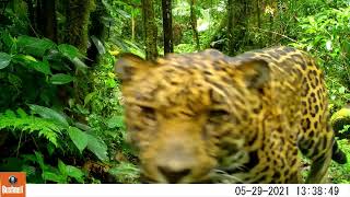 Fauna of Mount Totumas Cloud Forest music