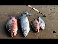 Pesca de PLAYA || Pargos,Curvinas y Jureles Toro