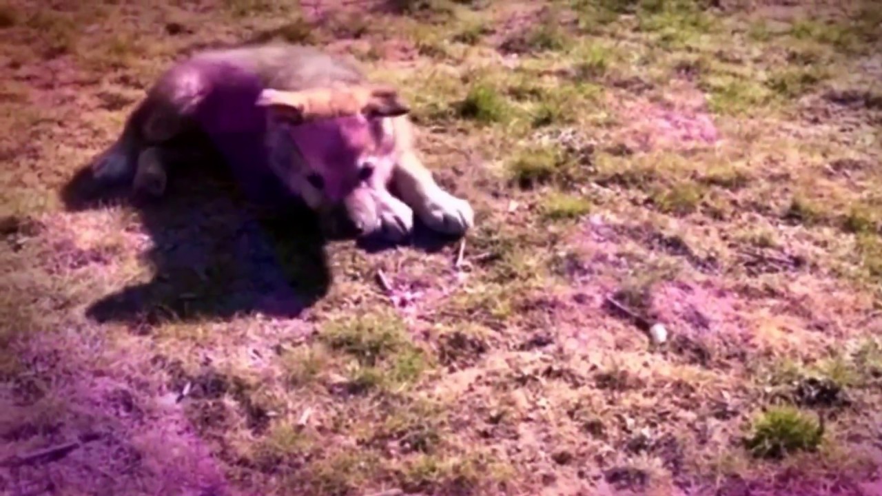 youtube capture frame Cachorros perro lobo checoslovaco