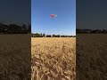 Gold ❤️🌾#trending#ytshorts#youtubeshorts #shorts#desi #farming#farminglife #ytshort#yt