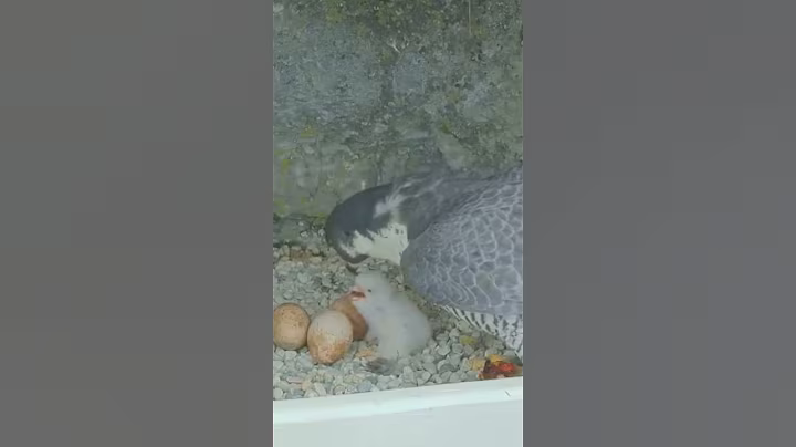 P#127- Review mother birds brings food to feed her babies in the nest, baby birds life #birdslover