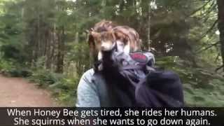 Blind Cat Loves The Outdoors So Much She Goes For Hikes, Rides on a Backpack