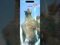 [MH Now] S9 Chapter 5 Urgent Quest 2 ~ Dream House 10* #mhnow #lance #zinogre