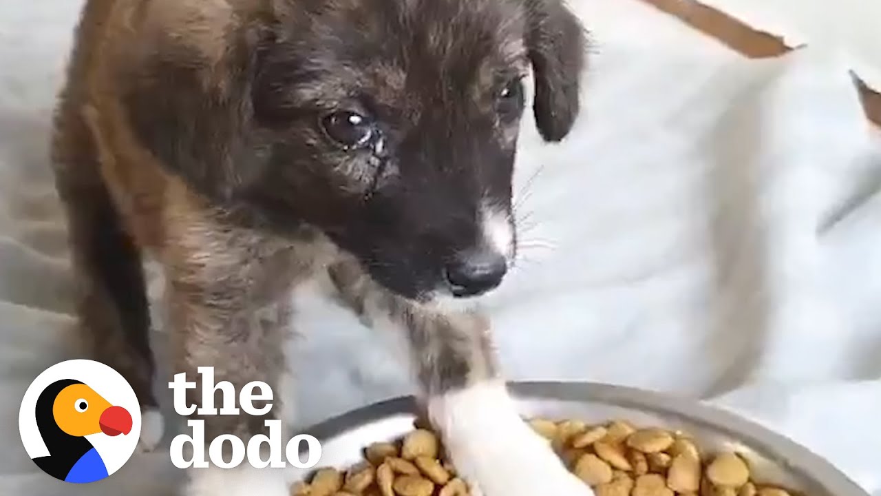 Abandoned Puppy Sleeps With The Guy Who Rescued Her | The Dodo - YouTube