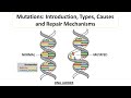 Forms and Effects of Genetic Mutations
