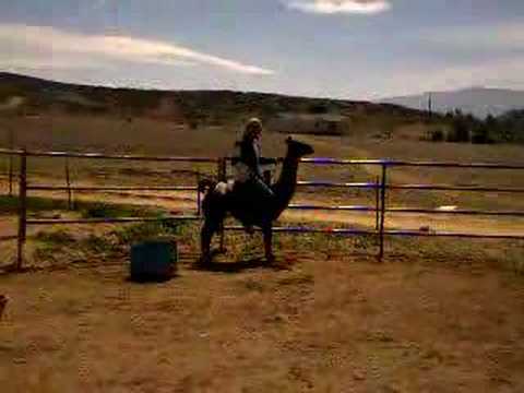 riding llama