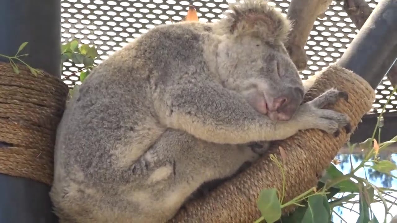 寝顔の可愛いコアラ サンディエゴ動物園san Diego Zoo Youtube