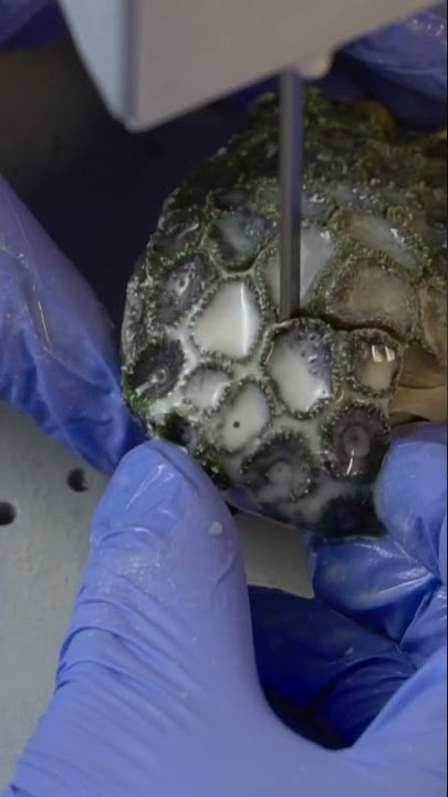 Lets frag! Quick video of some coral cutting.