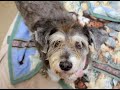 PAWS-itively Pets: Phoenix