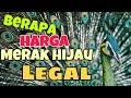 Merak hijau bandung - harga merak hijau legal - kelana dua bird farm