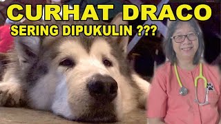 CURHAT DRACO SEBAGAI ANJING SHOW  SERING DIPUKULIN ?  DRH RAJANTI Talk With Animal