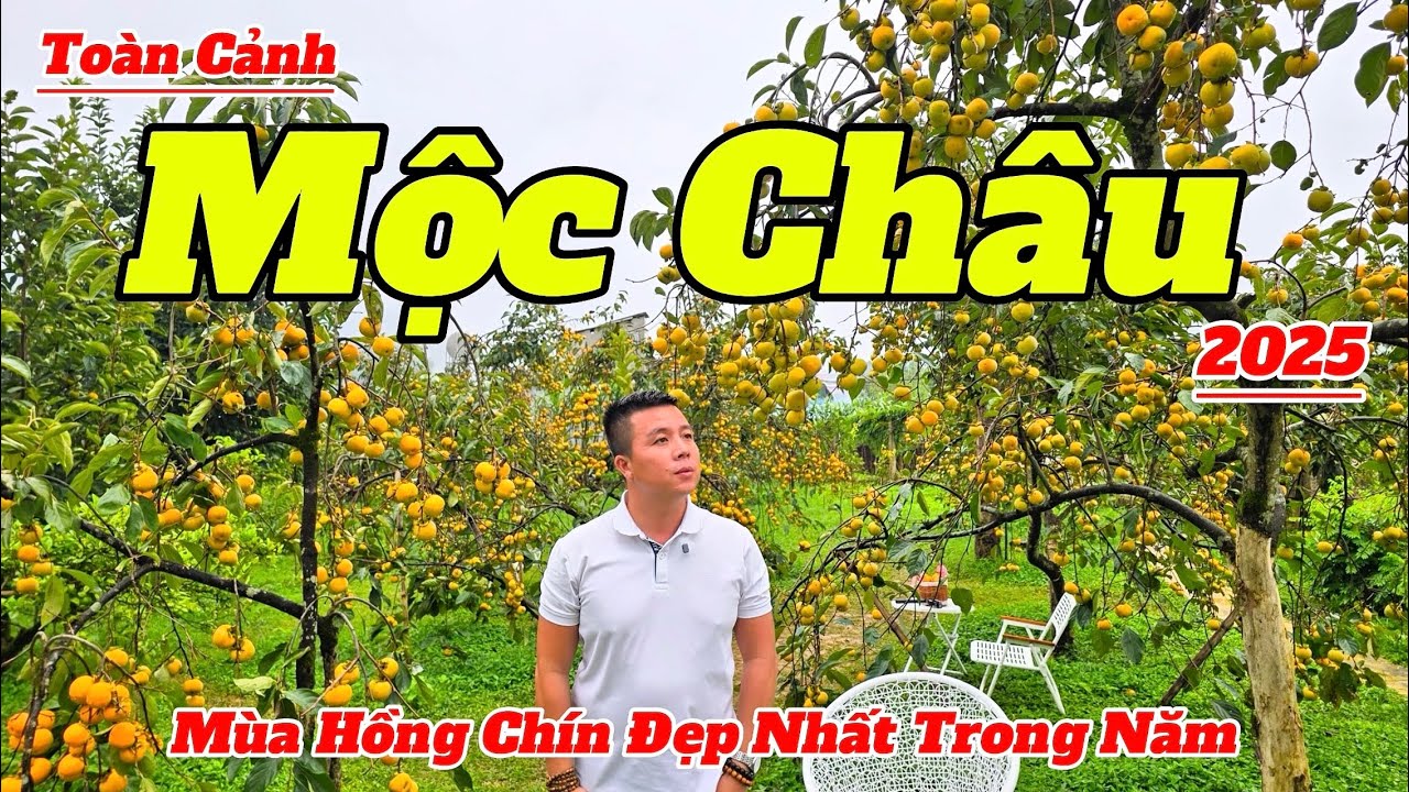 Khám Phá Cao Nguyên Mộc Châu Mùa Hồng 2025 | Hướng Dẫn Ăn Gì Chơi Gì Chi Tiết Và Mới Nhất