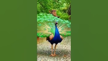 #sadxmlfile #bestxmlfilealightmotion #datafile #love #editing #xmleditor #viralxmlfile #dataformat