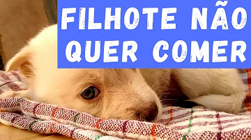 O que pode ser quando o filhote não quer comer?