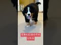 生後83日目12キロのバーニーズマウンテンドッグ