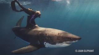 Ocean Ramsey: The Woman Protecting Great White Sharks  The Inertia