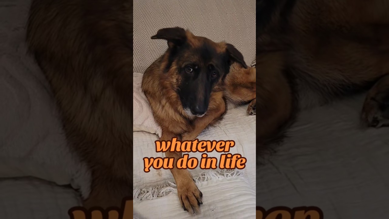 Чем бы вы ни занимались в жизни, немецкая овчарка (GSD)... 🤔😌🐶 