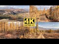 Walking in Altai. Autumn forest and mountains