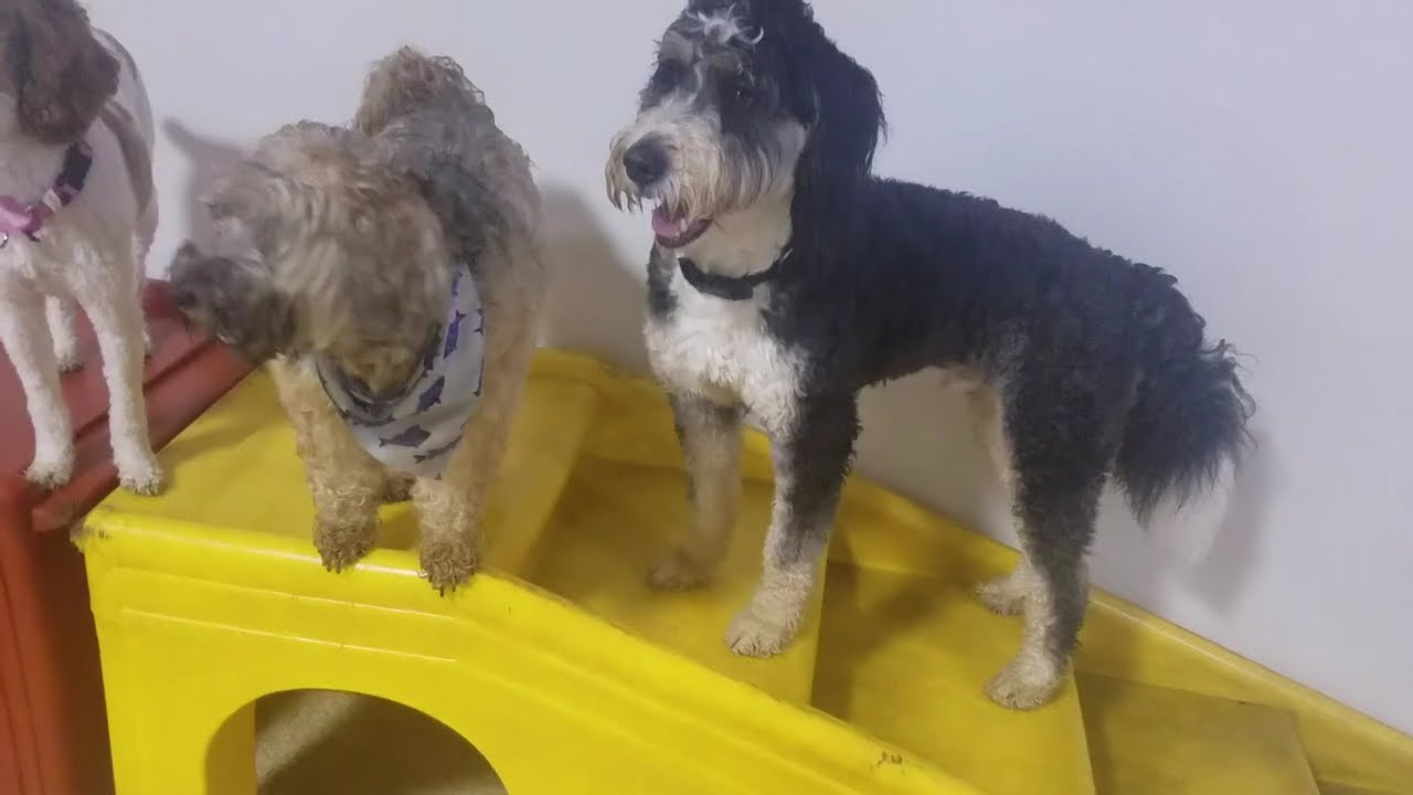 Playtime at Dogs On The Farm & Cats Too!