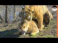 Can Tiger Mate With Lioness ?