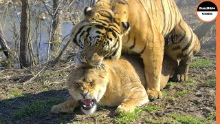 Can Tiger Mate With Lioness ?