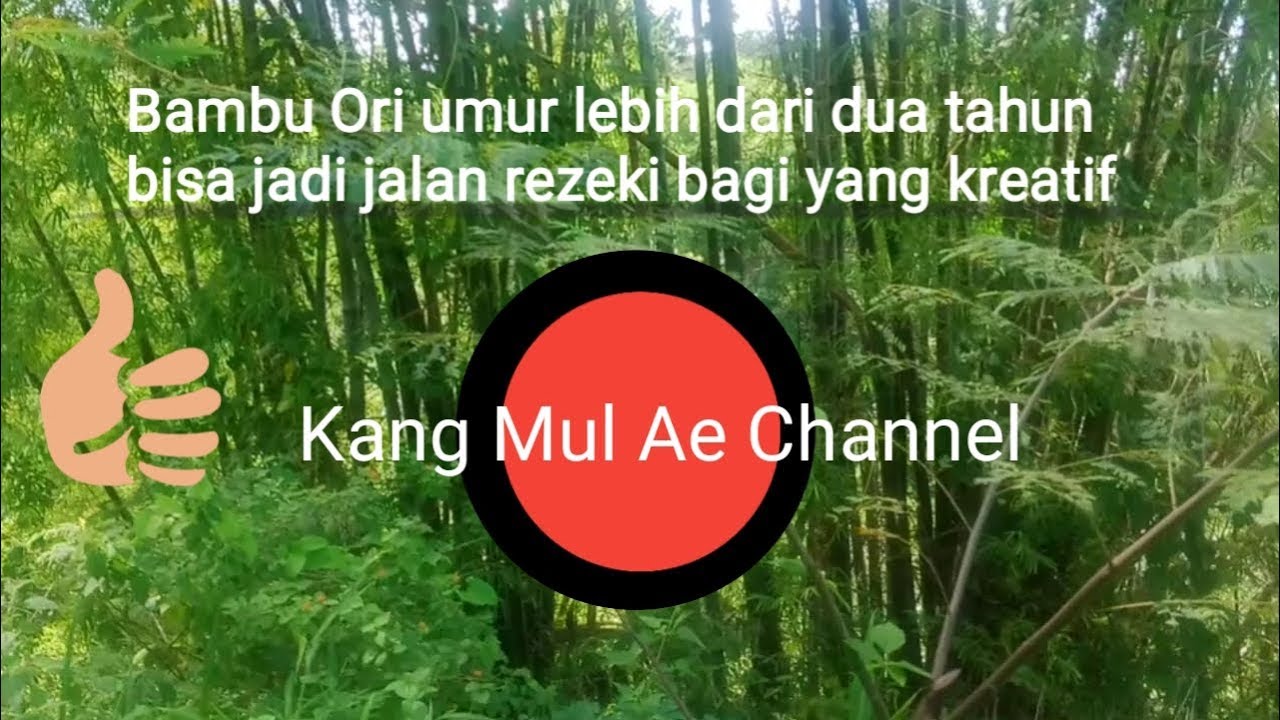 Melihat bambu  ori  yang banyak kegunaannya YouTube