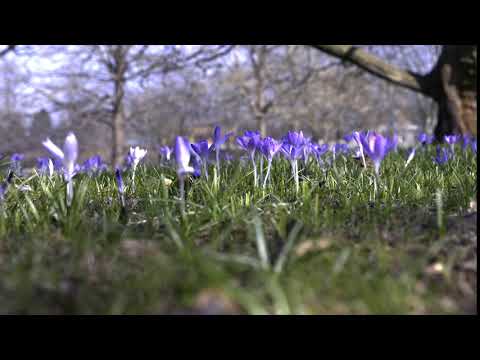 فيديو: Crocus (51 صورة): ما هو وكيف تبدو الزهرة؟ حديقة صفراء وأبيض زعفران ، بذر وأرجواني ، زرع بصلة