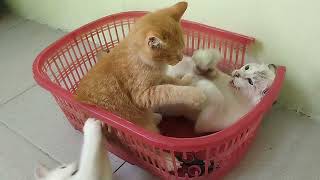 lulu asik main sama bocil by keluarga kucing bahagia 182 views 13 days ago 5 minutes, 7 seconds