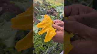 👉 Pumpkin Patch 🎃 | আমার মিষ্টি কুমড়ো ক্ষেত (Florida Garden Update)