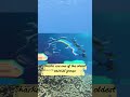 Fun Facts About Sharks  #2  #shark  #facts