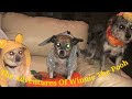 My dogs are Disney characters | Halloween 2018