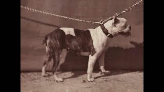 La Cruda Verdad Detrás De Las Razas De Perros