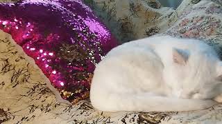My sleeping good cat by Fantastic variety of nature 252 views 3 weeks ago 1 minute, 4 seconds