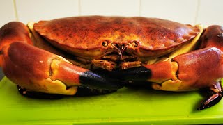 Monster Brown Crab. How To Prepare &amp; Cook a Live Crab. Dressed Crab. Crab recipe. #SRP #crab