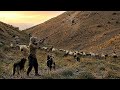 One Night Alone with the Flock | Real Nomadic Shepherd Life in Iran