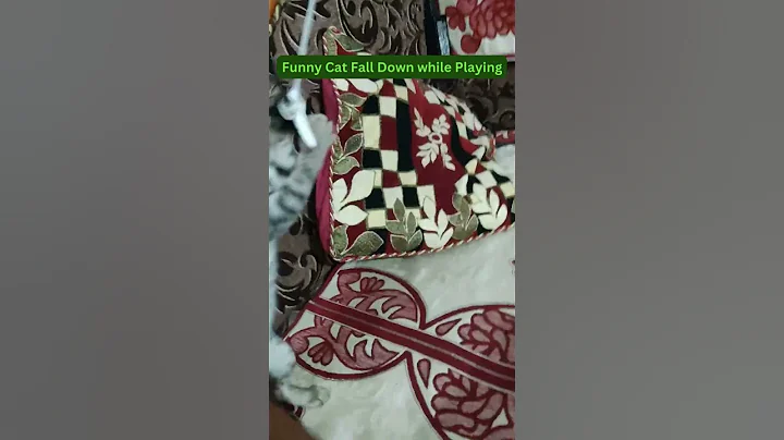 Video 8757661: hilarious cat, funnycatvideos cute, funny cat