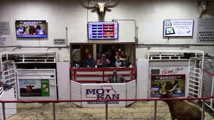 3-13-21 B.O.T.T Spring Longhorn Sale Top-Selling C...
