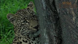 WildEarth - Sunset Safari - January 23, 2020