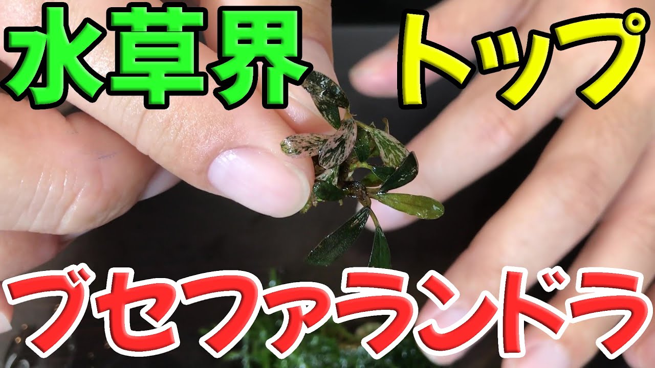 ブセ】初心者の方にオススメ！？ブセファランドラについて【ぜひ水槽に