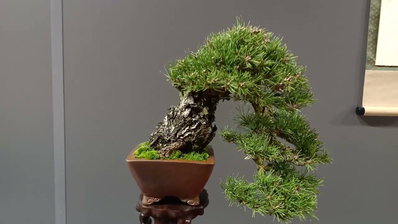 Vlog Reus congreso europeo bonsai 2024