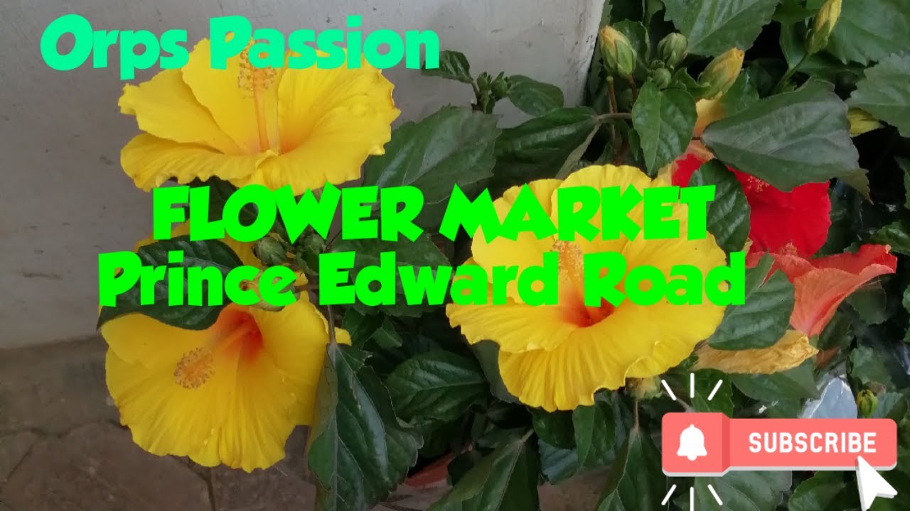 FLOWER MARKET, PRINCE EDWARD ROAD YouTube