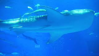 The Fascinating World of Deep Mountain Lakes