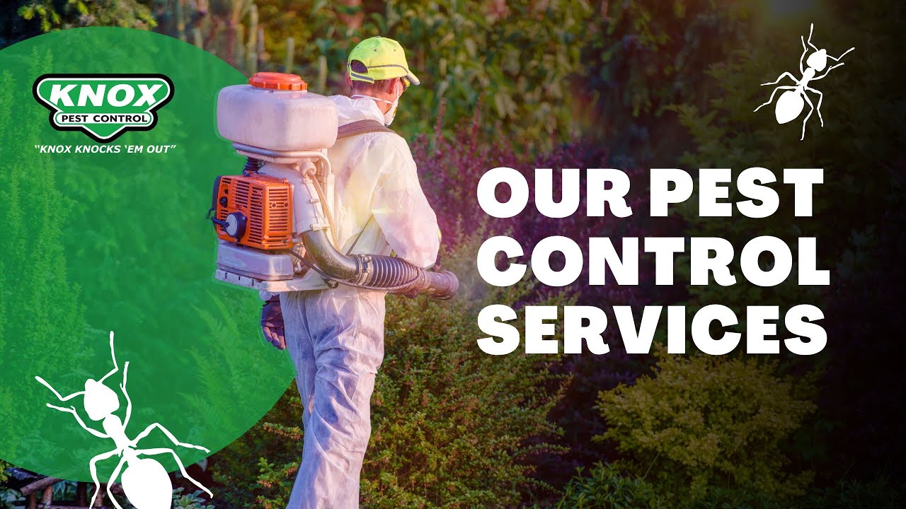 Knox Pest Control Services YouTube