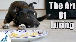 Dog Training Using Food Luring  Professional Dog Training Tips