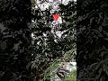 Burung Rangkong di Alam Liar