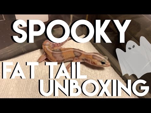 gecko eggs texas Special Fat Tail Gecko Unboxing & More!