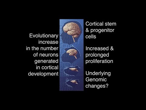 Human-Specific Genes and