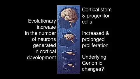 Human-Specific Genes and Neocortex Expansion in Development and Evolution