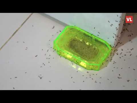 Video: Mali crveni mravi u stanu: kako ih se riješiti?