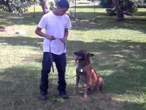 dade,broward-dog-training---duke-obedience--k9-enforcement